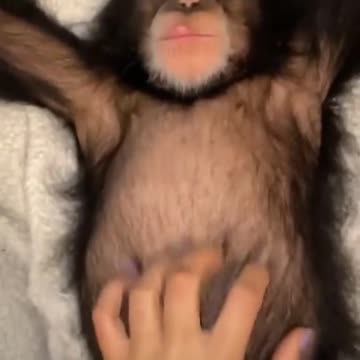Little Chimpanzee getting massage after food
