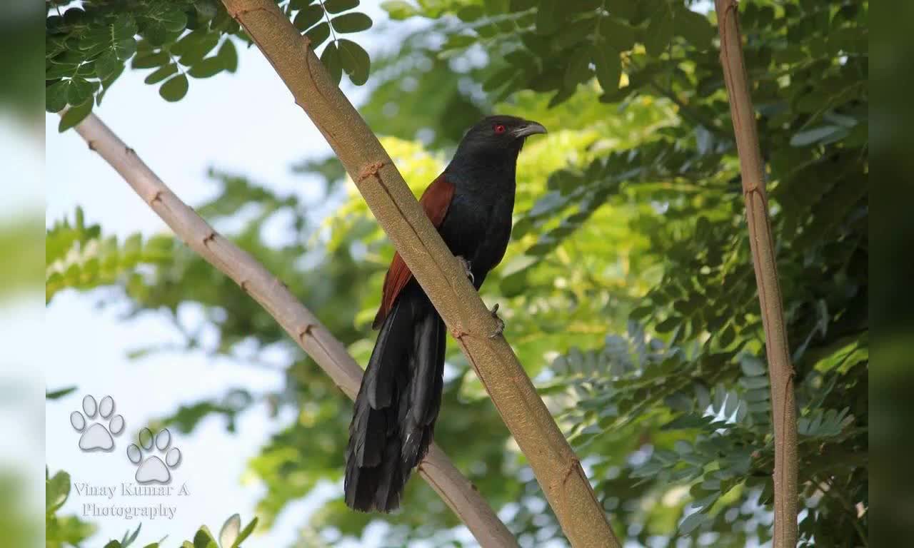 Small Birds In The western countries