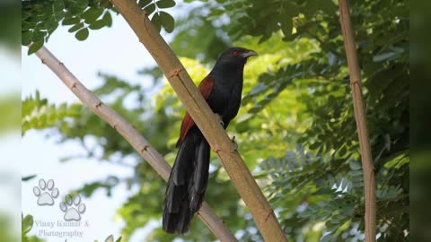 Small Birds In The western countries