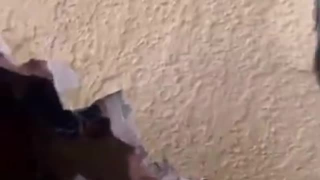 Woman Breaks Drywall To Rescue Kittens Trapped Behind