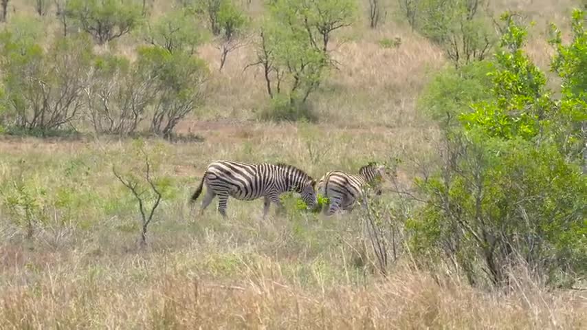 Kruger National Park