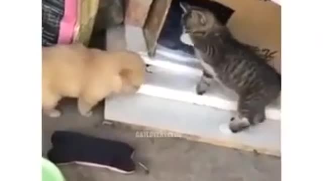 funny animals videos