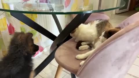 German Shepherd Puppy Reacts to Cats