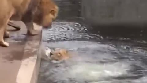 Distracted lion takes a tumble