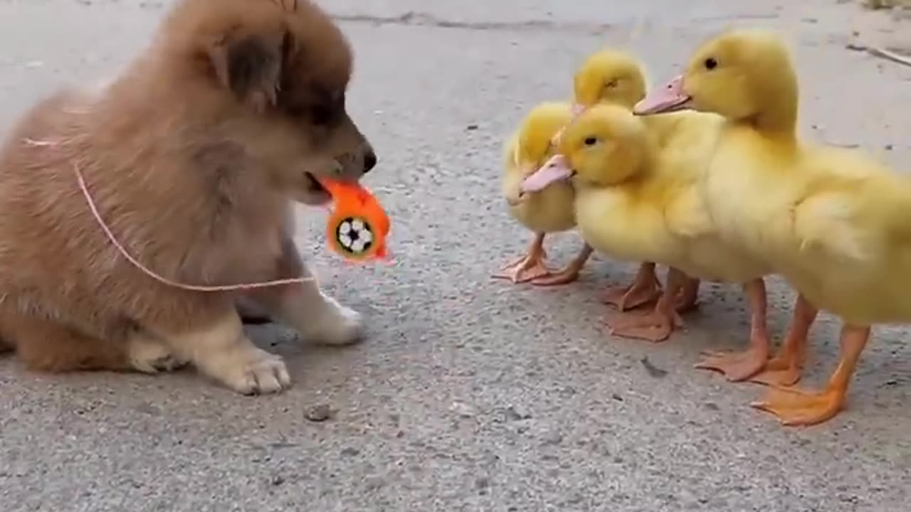 Puppies and ducklings having fun. A beautiful moment