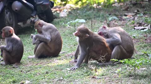Monkey relax time Very intersting moments