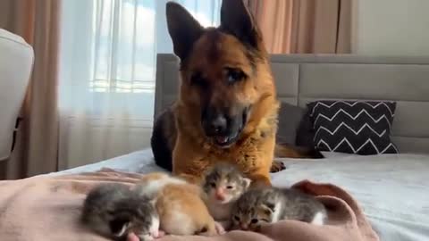 German Shepherd Reacts to Baby Kittens