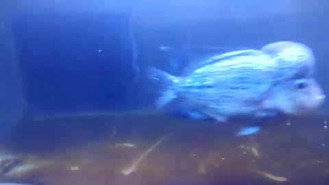 Male flowerhorn plays with puppets to stimulate bumps on the forehead and color