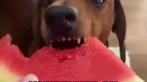 Surprising human food dog can eat