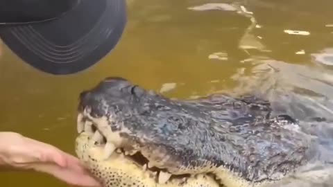 Oh my God, friendship with crocodile