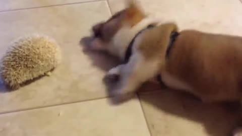 Cute corgi enjoys playing