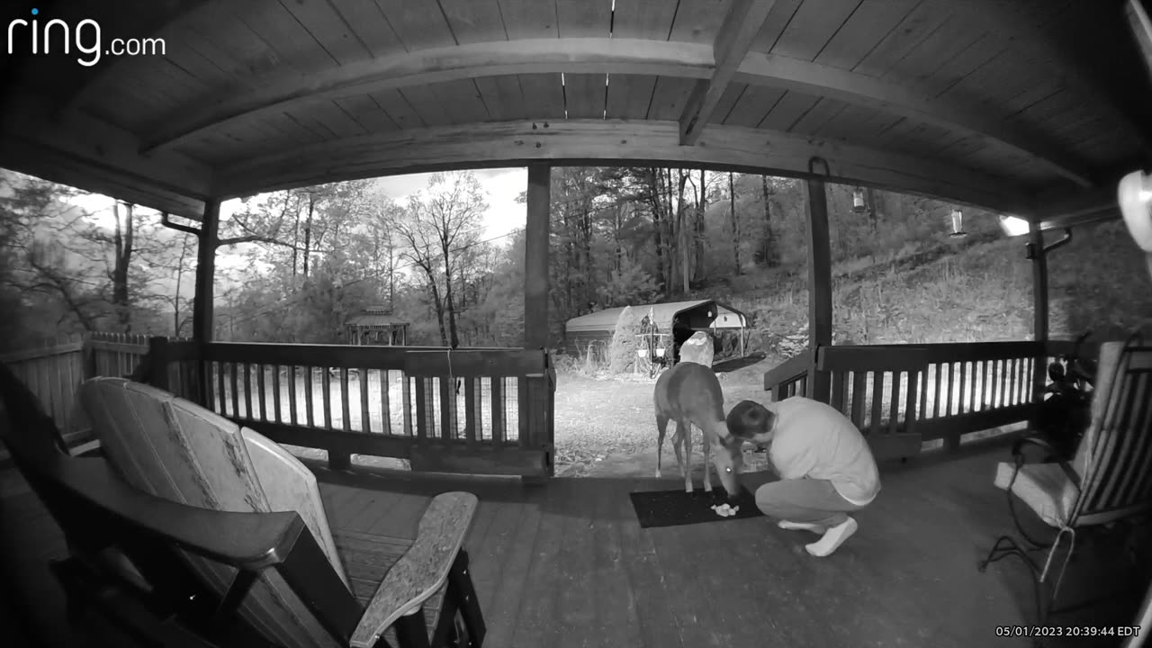 Deer 🦌 NW NC at The Treehouse 🌳 Lady and Scamp enjoy an after dinner apple 🍎 #ringtv