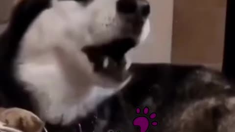 Cute husky want to talking