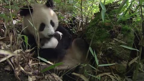 animal video channel