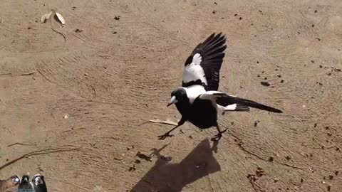 Visiting Australian Magpies Around My Neighbourhood