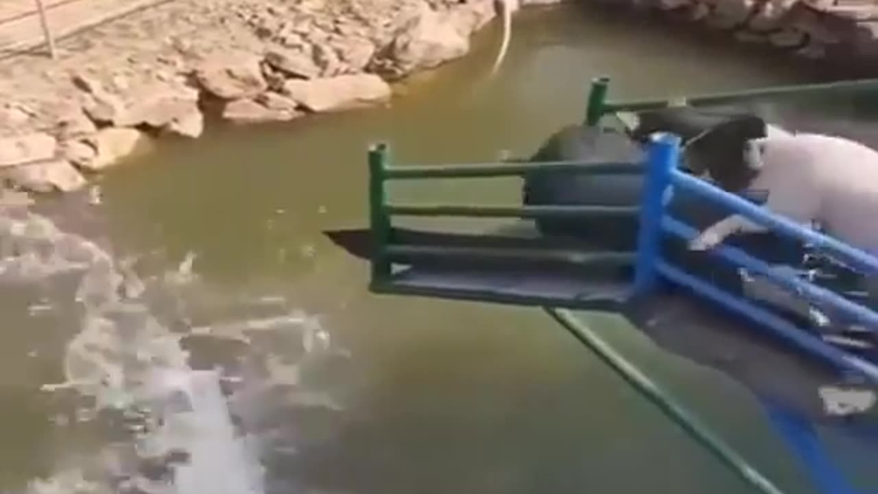 Pig swimming pool