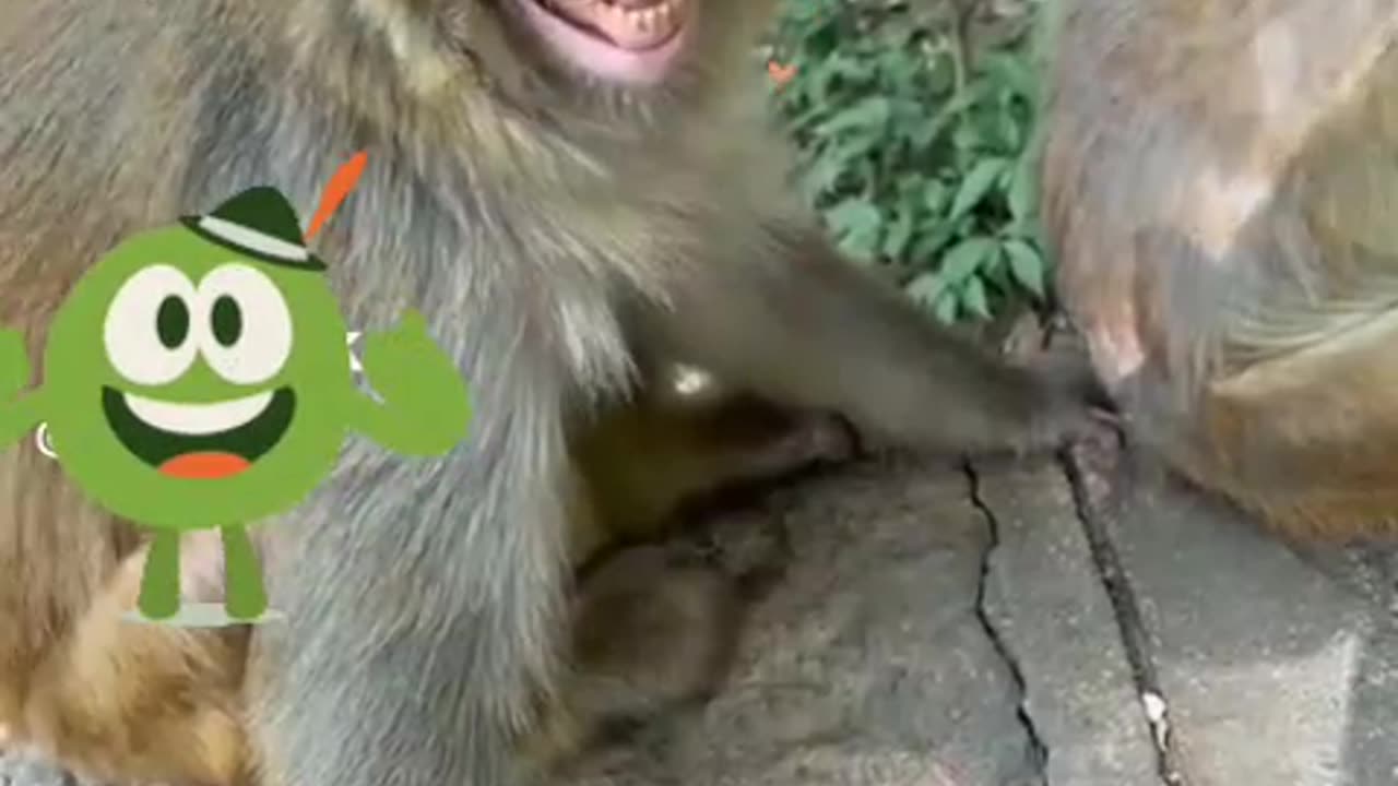 Funny Animals