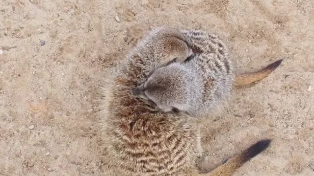 I do not know what animal it is