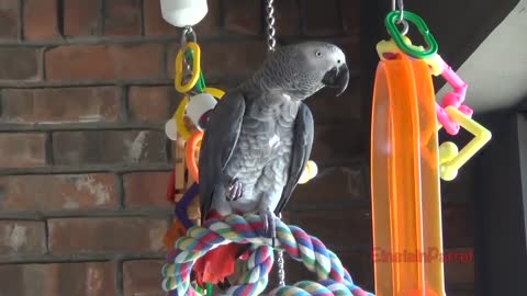 Einstein Parrot can talk better than most humansp8