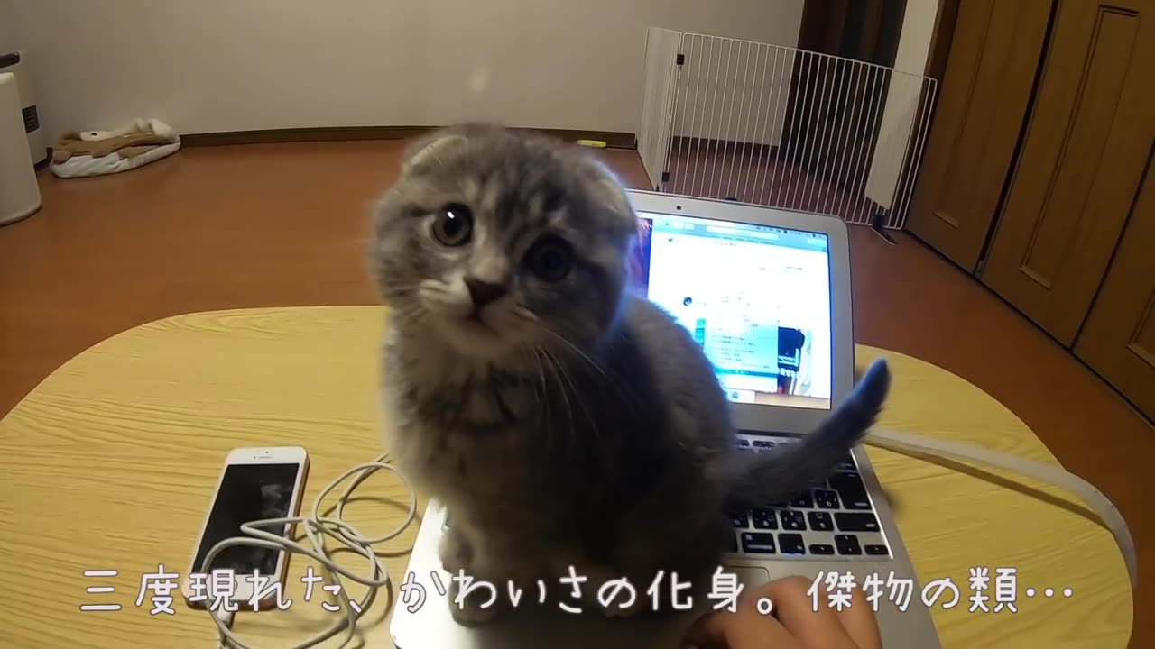 The cutest kitten that wants to play and interfere