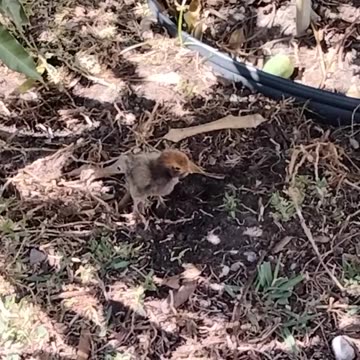 Polish hen when she was a chick