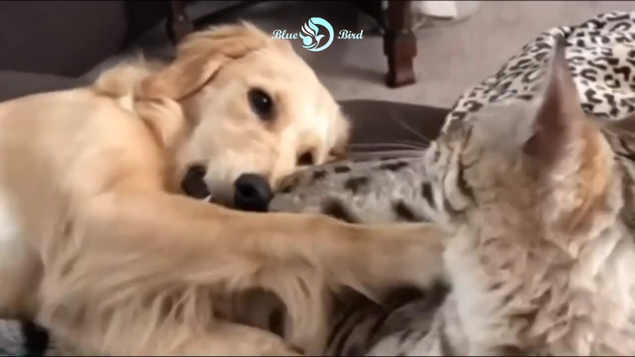 The best funny videos with cats, dogs😂 🐱. I laughed until I cried. Videos for relaxation and soul.