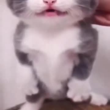 Funny cats reaction