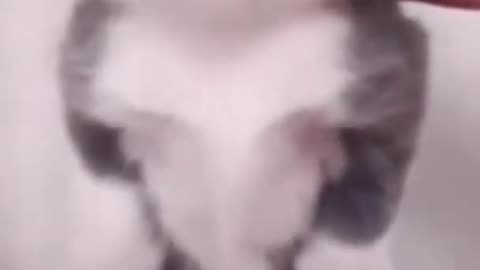 Funny cats reaction