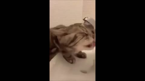 Hilarious Cat and Dog Funny Compilation Videos Part 2 🐾🐶😹