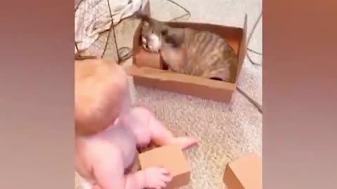 Cute Baby Fight cat funny videos