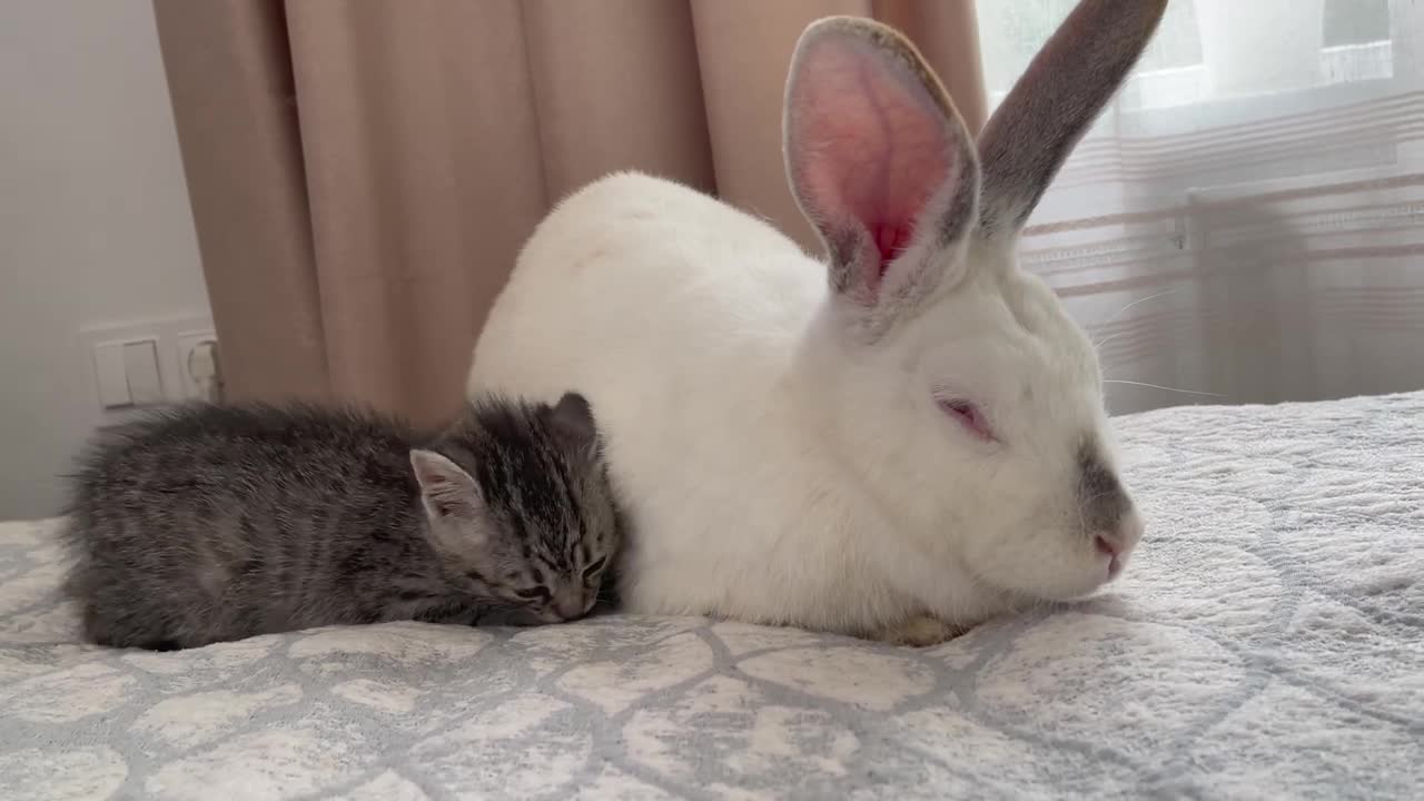 Baby Kitten Plays with Giant Rabbit