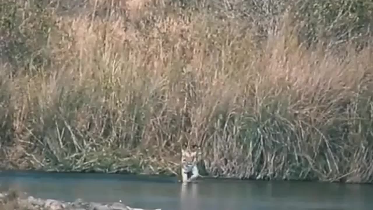 Wildlife's is in closer view with natural perspective.