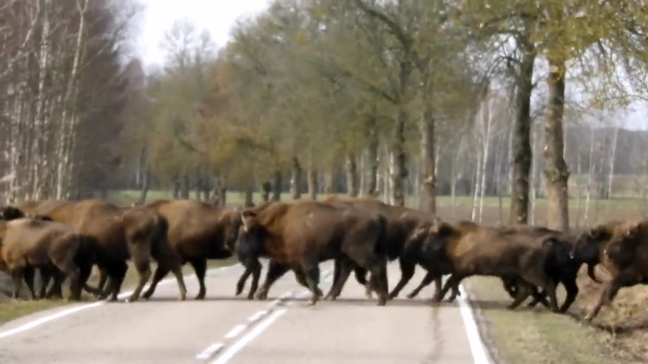 Great to see healthy herd of around 100 European Bisons crossing the road in Poland