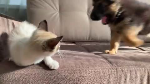 German Shepherd Puppy and Kitten Playing [TRY NOT TO LAUGH]