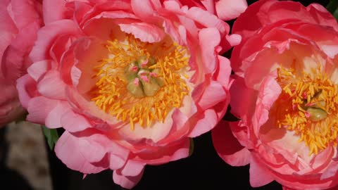 FULL PEONY TOUR: Peony Garden Tour