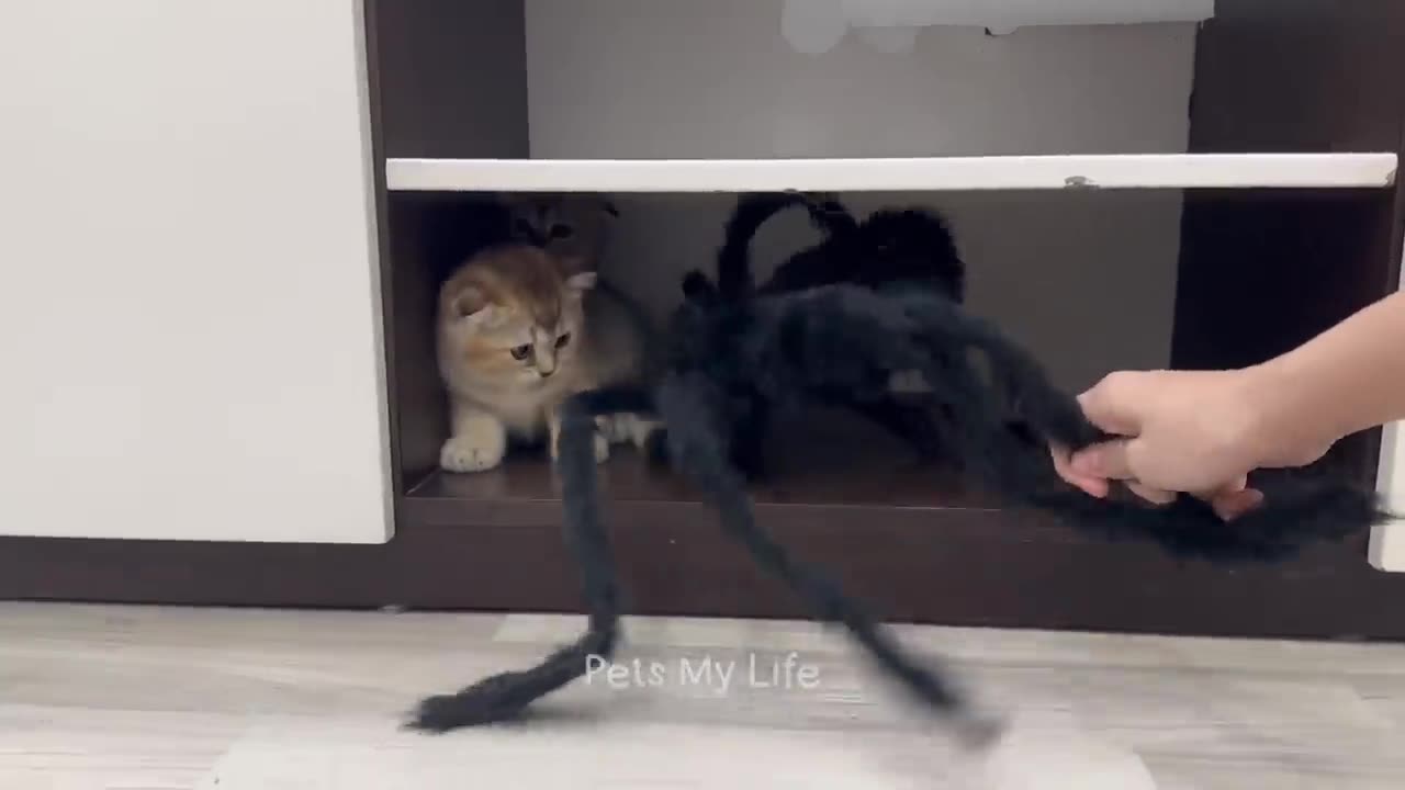 2023 Animals funny videos OMG
