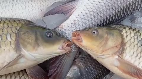 Fish Love