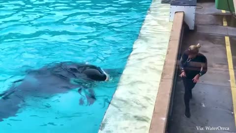 When Crow Has 200 IQ! Moments of Animal Genius That Will Amaze You