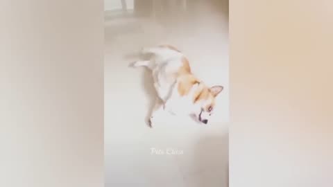 funny dog😂