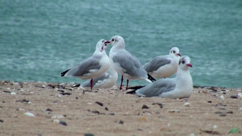 Birds and nature