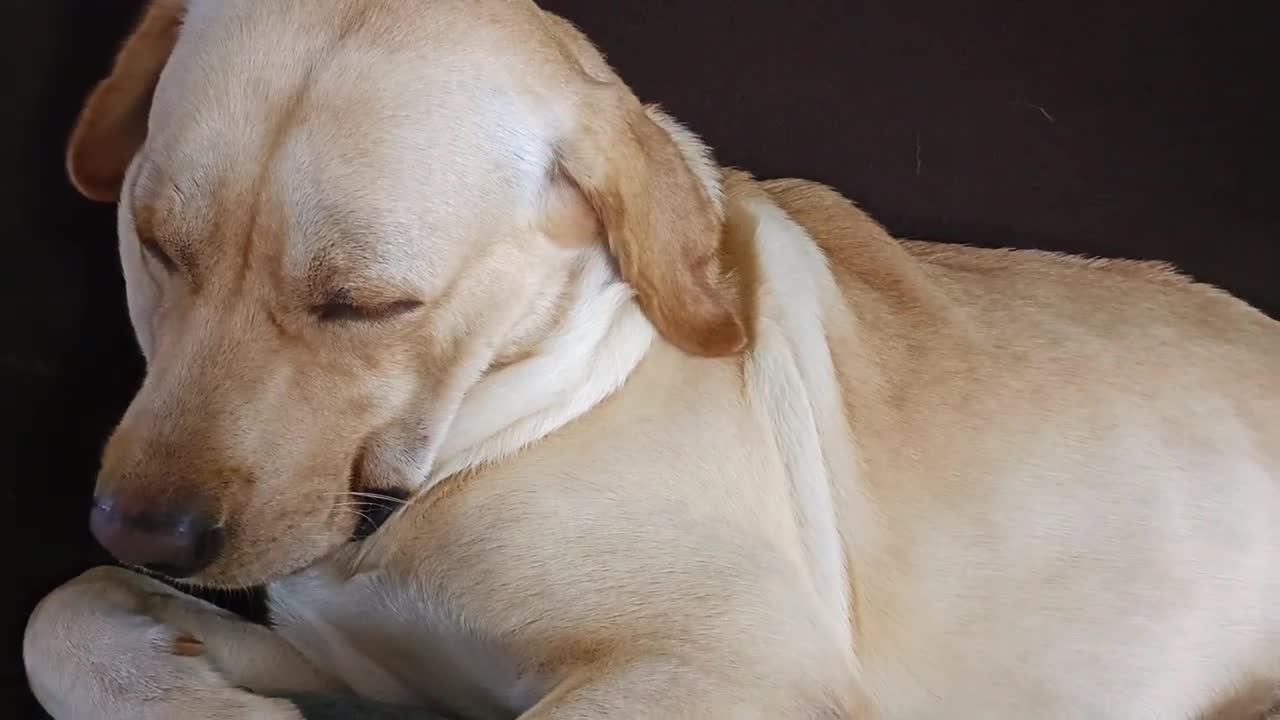 Even dogs snore post morning workout 🤣 | Chooo cute Kiko The Lab | #labrador #cute #dog