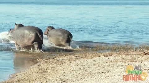 HIPPO * | Animals For Kids | All Things Animal