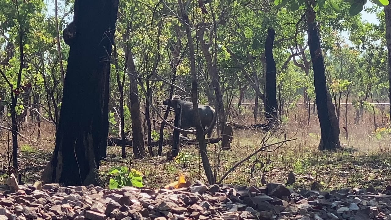 Wild Australian Buffalow On The Field Metal Detecting