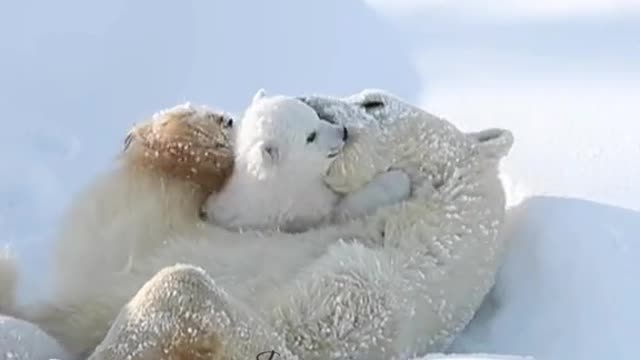 The little polar bear is so cute!