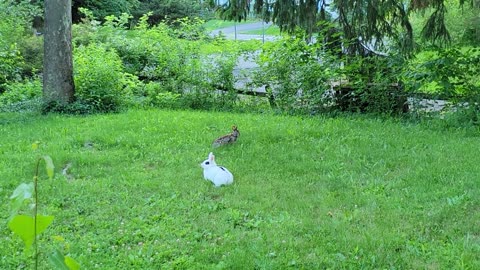 Pet Rabbit Meets Wild Rabbit