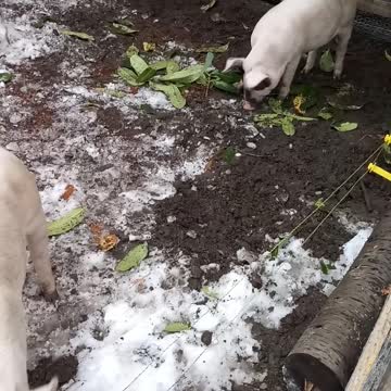 Meat Pigs Playing Outside
