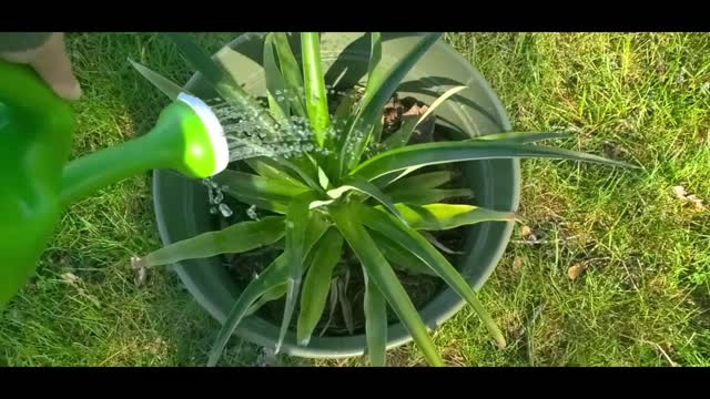 Watering Plants and Watching Our Bees