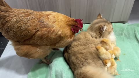 Hen suspected the kitten has stolen the chicks