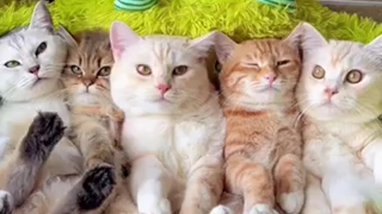 Cute cat 🐈 trending video