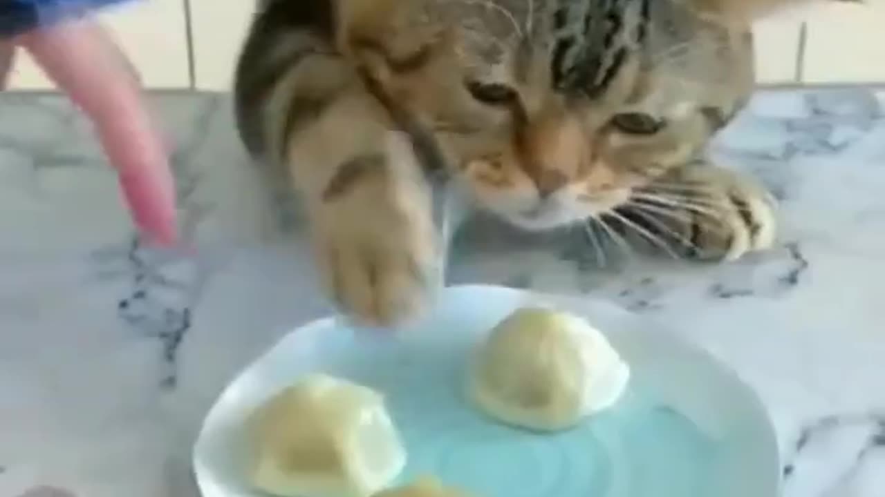 Funny cats compilation